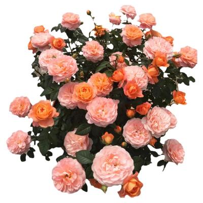 果汁阳台超火单品盆栽好多季开花