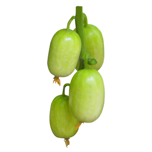 金童玉女黄瓜种子苗孑秧四季水果菜苗小蔬菜种籽嫁接秧苗新品种