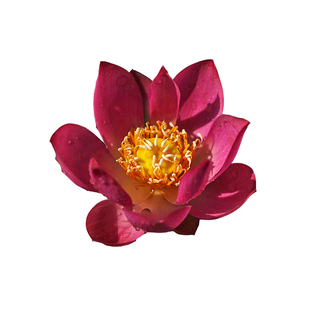 【小紫】周劲松家阳露台养净化空气裸根小微型碗莲荷花种藕根茎苗