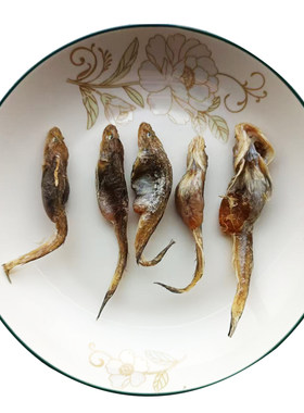 带籽鱼爆籽鱼狗光鱼油光鱼逛鱼