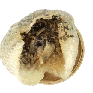 渔民自晒刺龟皮已拔刺刺龟鱼皮刺豚皮无刺花胶海味干货火锅料煲汤