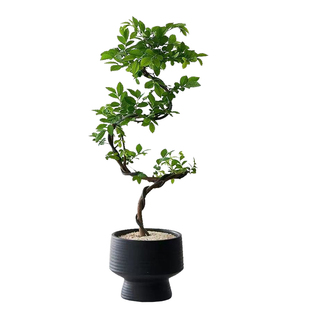 中古侘寂风丛生造型小叶榔榆植物茶室内装饰盆栽净化空气好养绿植