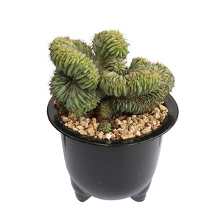 花田舍 龙神木缀化仙人柱 趣味仙人球创意办公室阳台庭院小盆栽