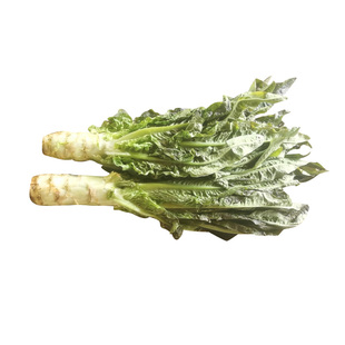 顺丰包邮苏北特产莴笋新鲜现摘现发紫叶莴苣露天霜冻时令蔬菜