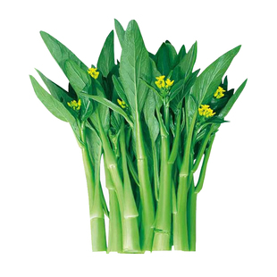 广东四九菜心种子红菜苔孑白菜苔四季种籽苗秧增城迟青菜大全