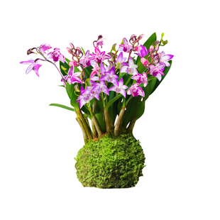 艾莹兰花苗 双色石斛兰 现带花苞出售紫蝶香水石斛室内外花卉盆栽