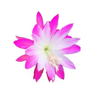 令箭荷花进口昙花盆栽带根苗无花苞嫁接枝条仙人掌科多肉植物花卉