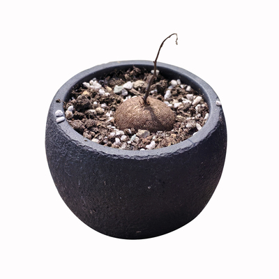 南非龟甲龙带盆栽好室内阳台多肉