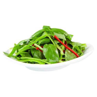 河南大叶四季盆栽带土菜种籽荆芥