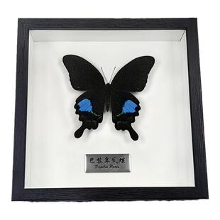 真蝴蝶标本相框摆件展翅真蝴蝶装饰画铭牌展示摄影伴手礼生日礼物