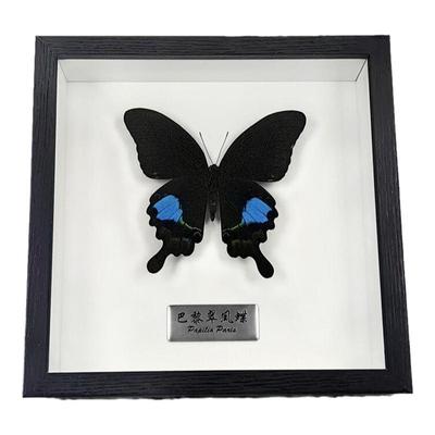 真蝴蝶标本相框金属铭牌摆件礼物