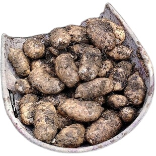 新鲜天麻正宗云南昭通小草坝天麻现挖带土发货新鲜天麻仿野生种植