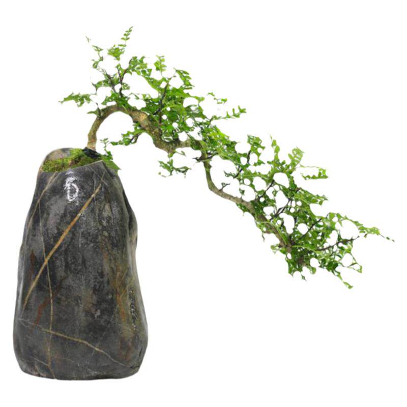 清香盆景石栽一物四季花卉
