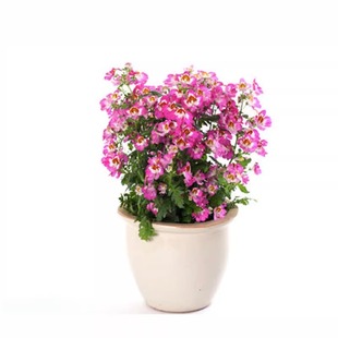 蛾蝶花种籽子适合冬天种的花籽开花不断室外阳台庭院盆栽种子花卉