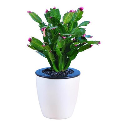 蟹爪兰苗多肉植物带根抓仙