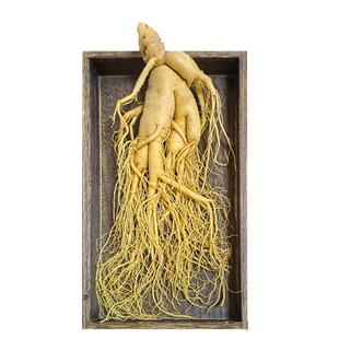 正宗长白山人参鲜人参泡酒药材煲汤滋补东北人参保鲜参好品质