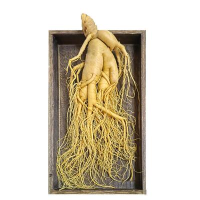 圆耳牛人参长白山人参煲汤泡酒料