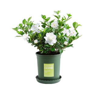 栀子花盆栽花卉植物室内带花苞阳台水培绿植浓香型大树苗四季好养