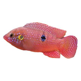 三湖慈鲷鱼黑线王子活体中小型耐养易活热带观赏鱼淡水鱼