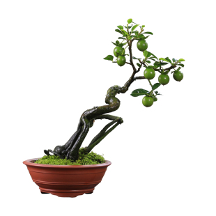金弹子盆栽老桩一物一拍开花观果植物灌木禅意瓶兰造型盆景花卉