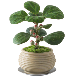 小盼菩提树盆栽植物室内观果绿植客厅盆景办公室净化空气桌面好养