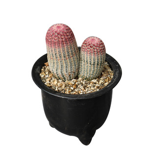 红太阳实生仙人球红刺开花美观好养仙人掌多肉室内阳台庭院小盆栽