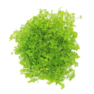 活体真水草草缸水草爬地矮珍珠迷你牛毛草迷你矮珍珠鱼缸草坪包邮