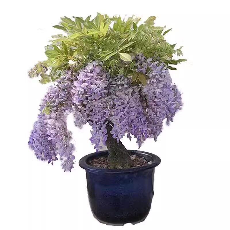 紫藤花苗爬藤植物四季开花紫藤萝九重紫树苗庭院大苗耐寒花卉盆栽