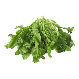 荠荠菜种子四季播菜籽地菜蔬菜种籽孑蒲公英种子马齿笕种多年生