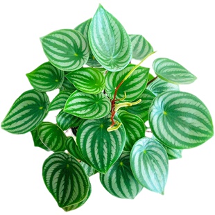 西瓜皮椒草镜草面北欧ins风观叶好养盆栽室内盆栽阳台花卉