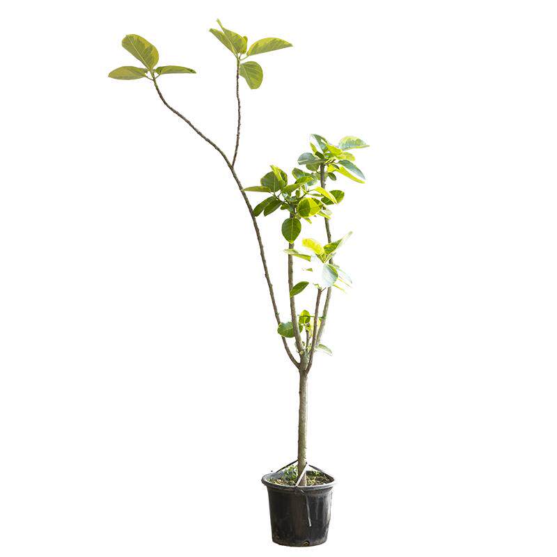 黄金榕室内真绿植花叶橡皮树轻奢