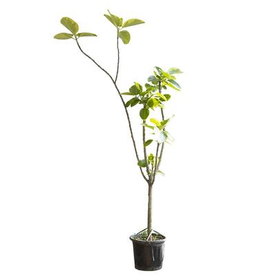 黄金榕室内真绿植花叶橡皮树轻奢