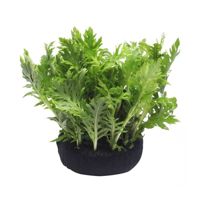 水罗兰水草新手易养净水造景