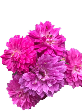 惠惠的花园微型月季多季抗病甜蜜马车浓香阳台庭院盆栽植物玫瑰