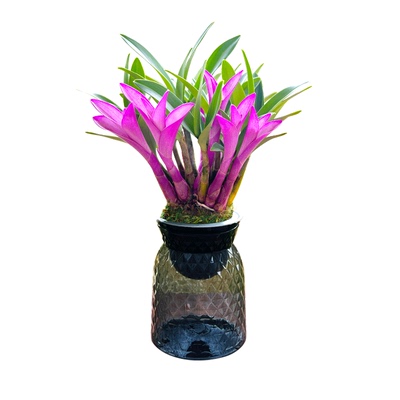 七彩石斛水培盆栽|超2000次加购