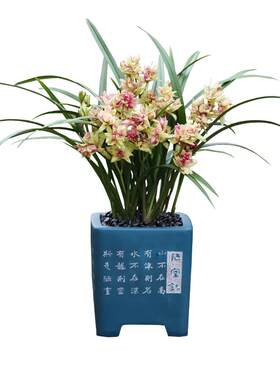 兰花苗建兰富山奇蝶浓香客厅夏秋