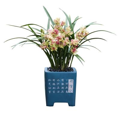 兰花苗建兰富山奇蝶浓香客厅夏秋