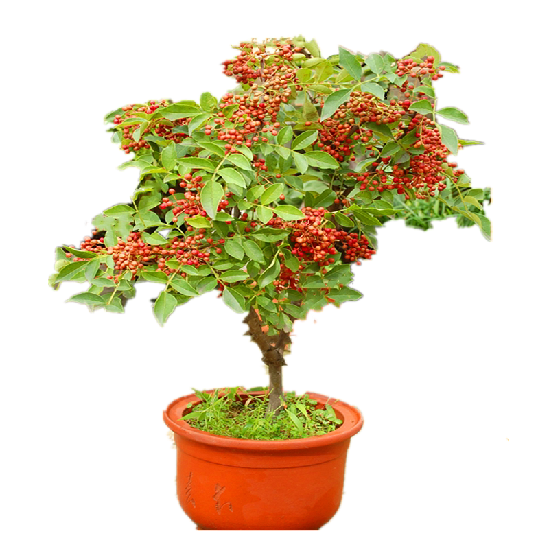 花椒树苗大红袍花椒苗四川