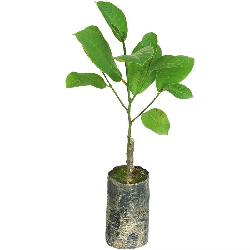 海南榴莲蜜苗正宗红肉榴莲蜜嫁接苗耐寒香蜜一号榴莲蜜树苗带土发