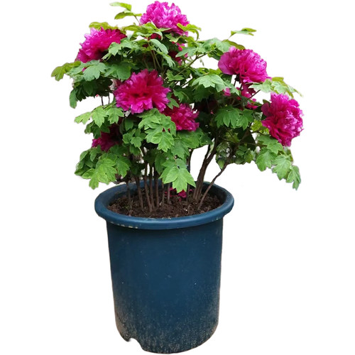 牡丹花树苗庭院地栽大苗缠枝花带芽苞观赏牡丹花重瓣大花树苗浓香