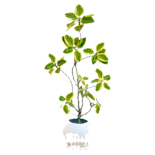 黄金榕绿植花叶橡皮树盆栽客厅办公室内落地大型老桩造型植物真花