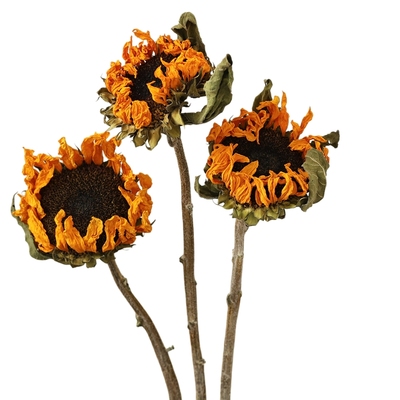 泰迪向日葵干花花束天然风干真花