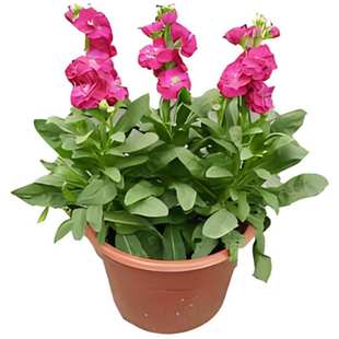 紫罗兰花种子室外花坛景观美化室内阳台盆栽四季易种植花卉种籽