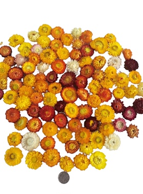 花瓣干花小雏菊龙眼散花