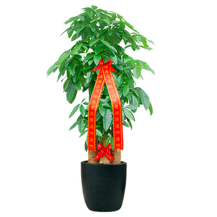 北京步步高发财树客厅大盆栽大棵室内绿植大型植物开业办公室乔迁