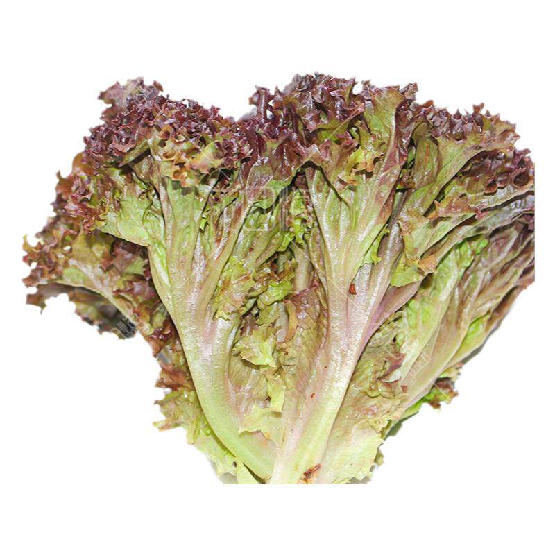 新鲜蔬菜 红叶生菜 紫叶生菜 罗莎红沙拉菜紫生菜罗莎红珊瑚 250g