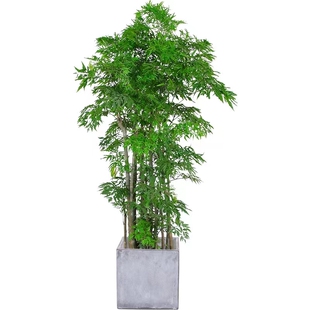 羽叶福禄桐盆栽名贵金钱兜室内大型盆栽客厅办公室净化空气绿植