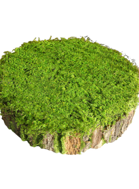 仿真单支枯藤蔓苔藓窝森林系柱子