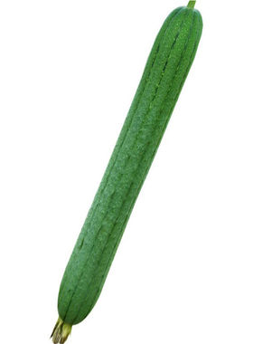 特长丝瓜种子籽春季南方种植香肉丝瓜种孑阳台庭院盆栽蔬菜苗秧苗