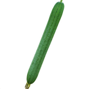 特长丝瓜种子籽春季南方种植香肉丝瓜种孑阳台庭院盆栽蔬菜苗秧苗